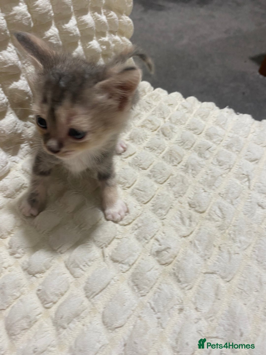 Mixed Breed cats for sale: Mama Cat and Kittens - Image 2