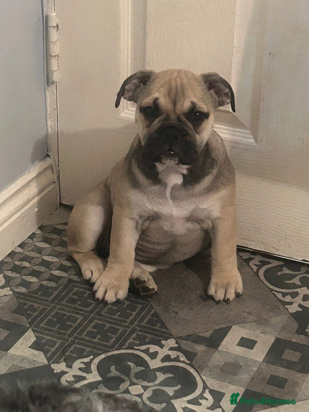 English Bulldog dogs for sale: Female english bulldog puppy  - Advert 7