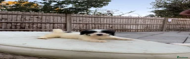 Jack Russell 1