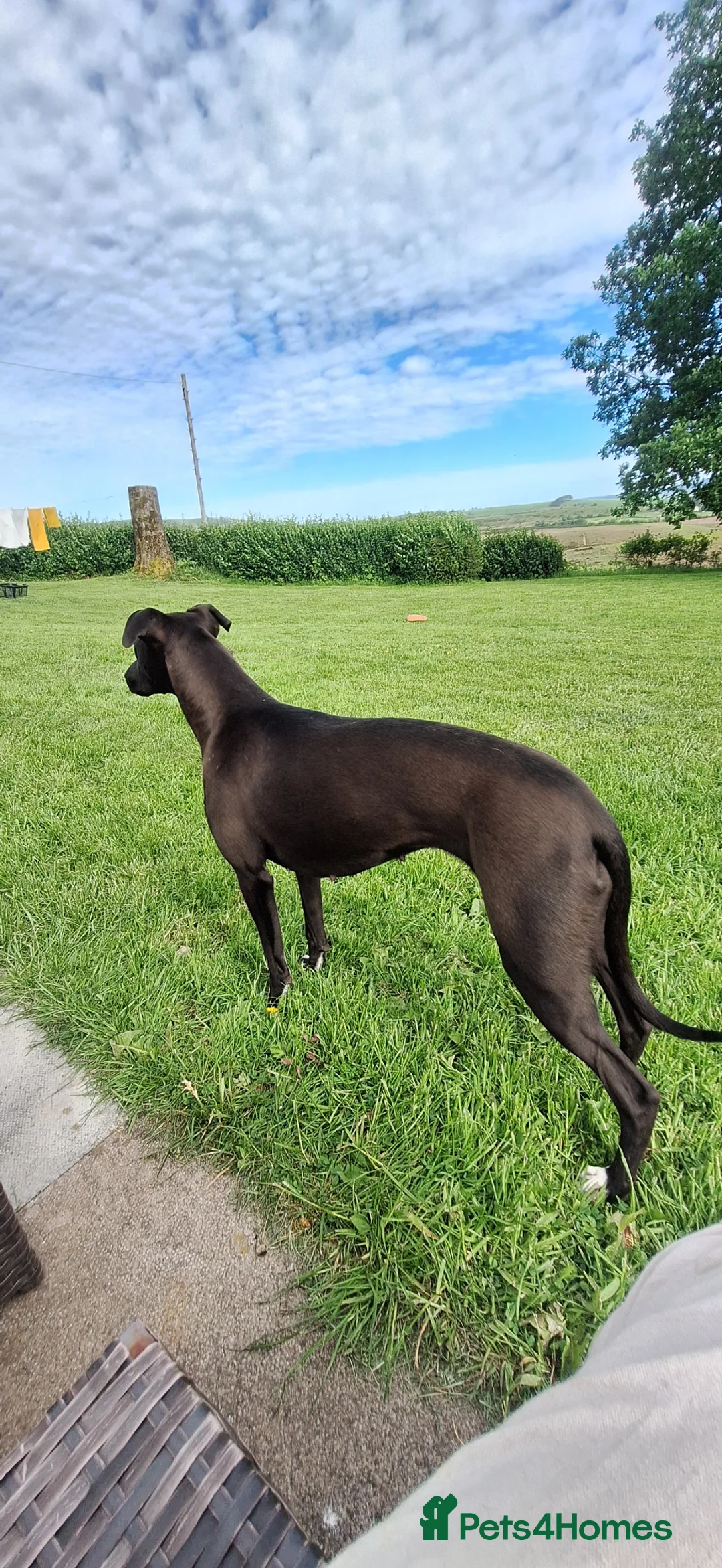 Lurcher dogs for sale: Beautiful little 3 year old bitch in Llandrindod Wells - Advert 2