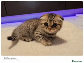 Scottish Fold cats Scotish Fold Kittens - Advert 11