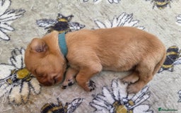 Labrador Retriever dogs for sale: 1 BOY LEFT!! Fox Red Labrador - Working Lines - Image 13