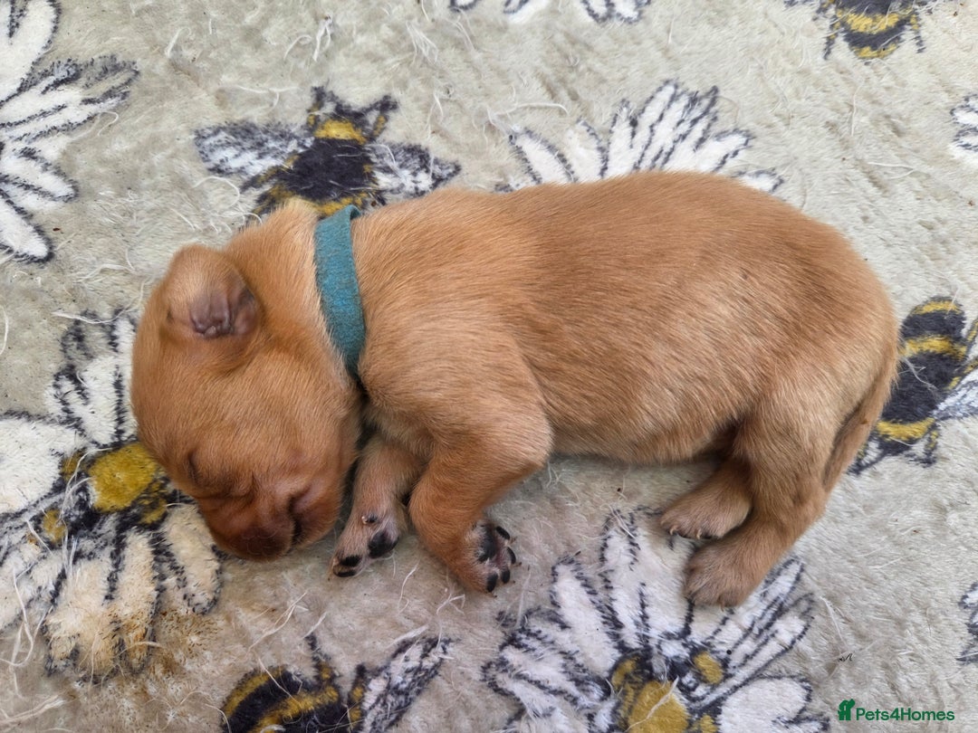 Labrador Retriever dogs for sale: 1 BOY LEFT!! Fox Red Labrador - Working Lines - Image 13