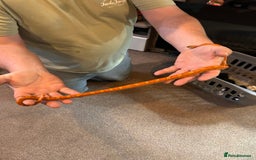 Corn Snake reptiles for sale: Corn snake and set up - Image 6