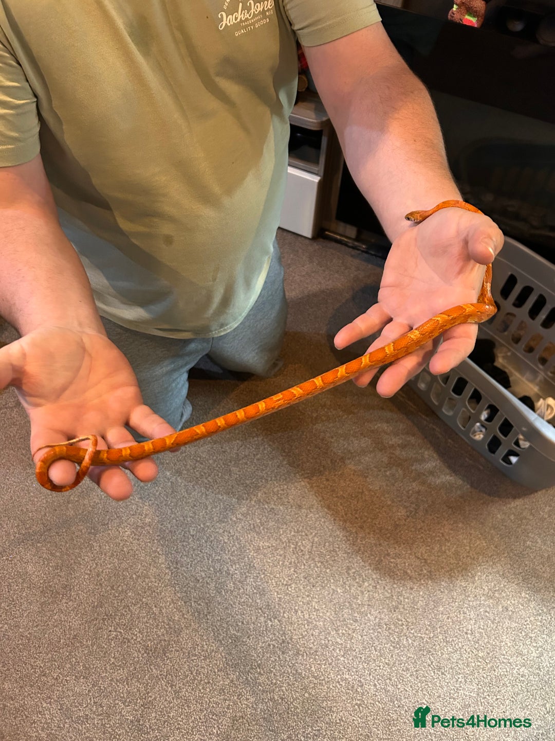 Corn Snake reptiles for sale: Corn snake and set up - Image 6
