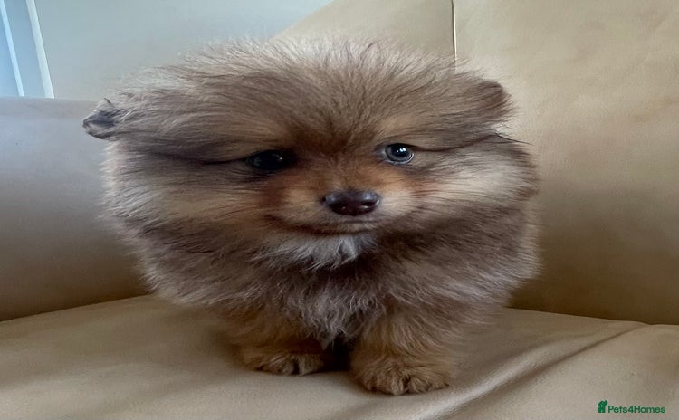Pomeranian dogs - Advert 2