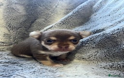 Chihuahua dogs for sale: Chocolate & tan female - Image 2