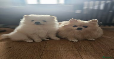 Pomeranian dogs 🩷 1 girl available white/cream 🩷 - Advert 4
