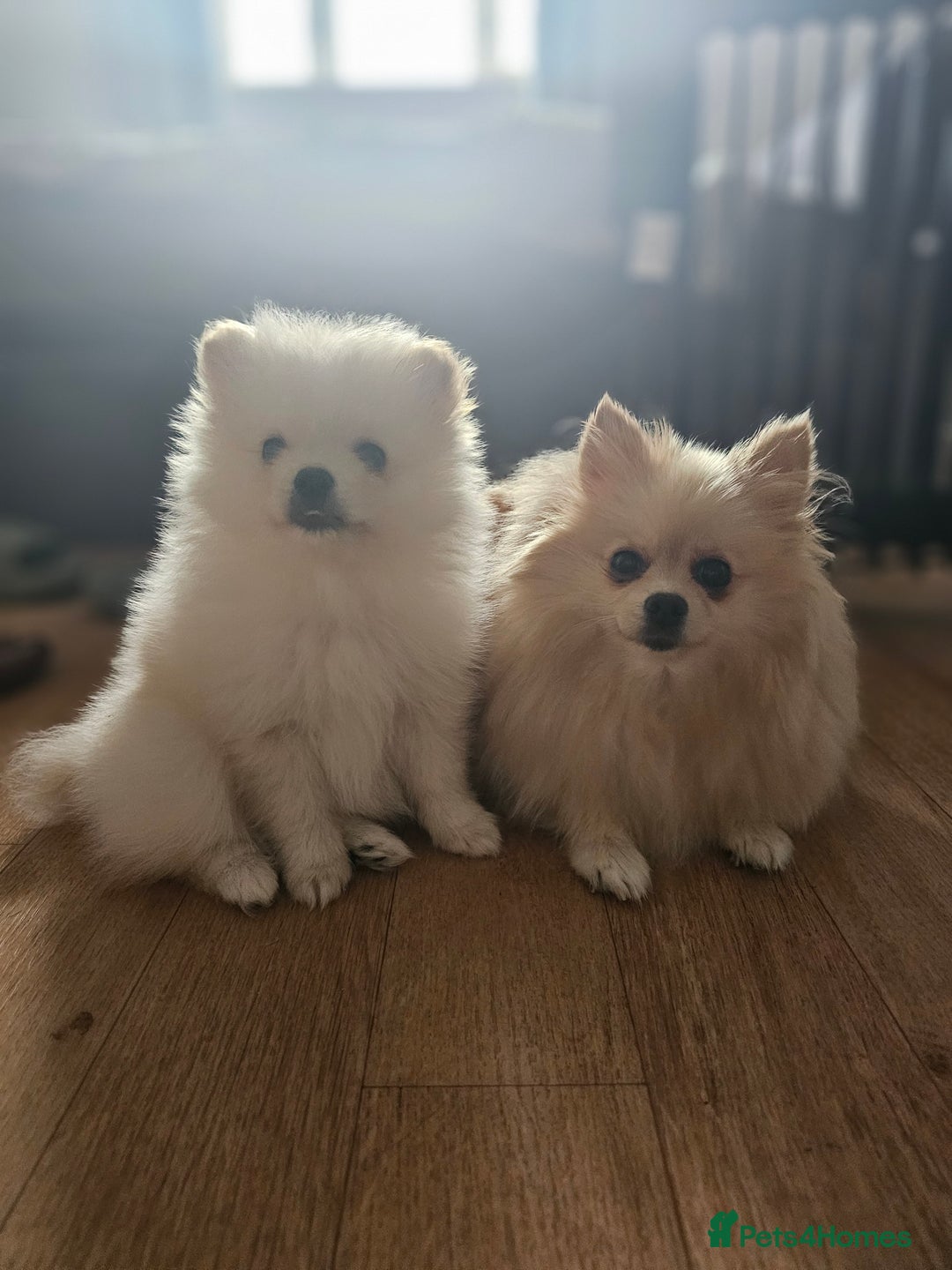 Pomeranian dogs for sale: 🩷 1 girl available white/cream 🩷 - Advert 5