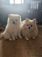 Pomeranian dogs 🩷 1 girl available white/cream 🩷 - Advert 4