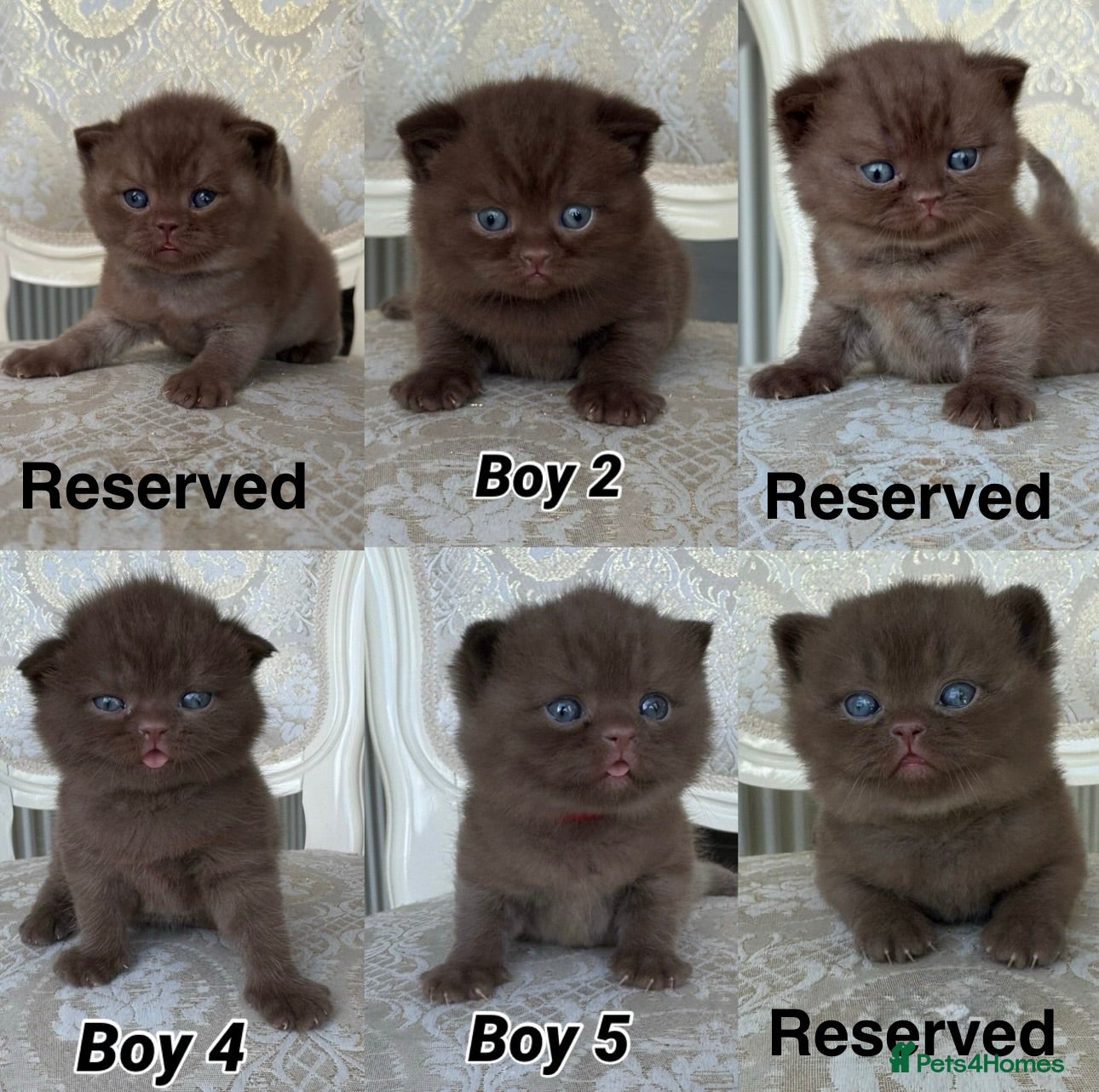 British Shorthair cats Exceptional FIFe Registered BSH Kittens - Advert 1