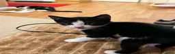 Mixed Breed cats for sale: 4 adorable kittens - Advert 7