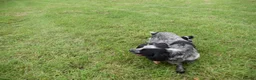 Cocker Spaniel dogs for sale: Mixed colour litter of working cockers  - Advert 4