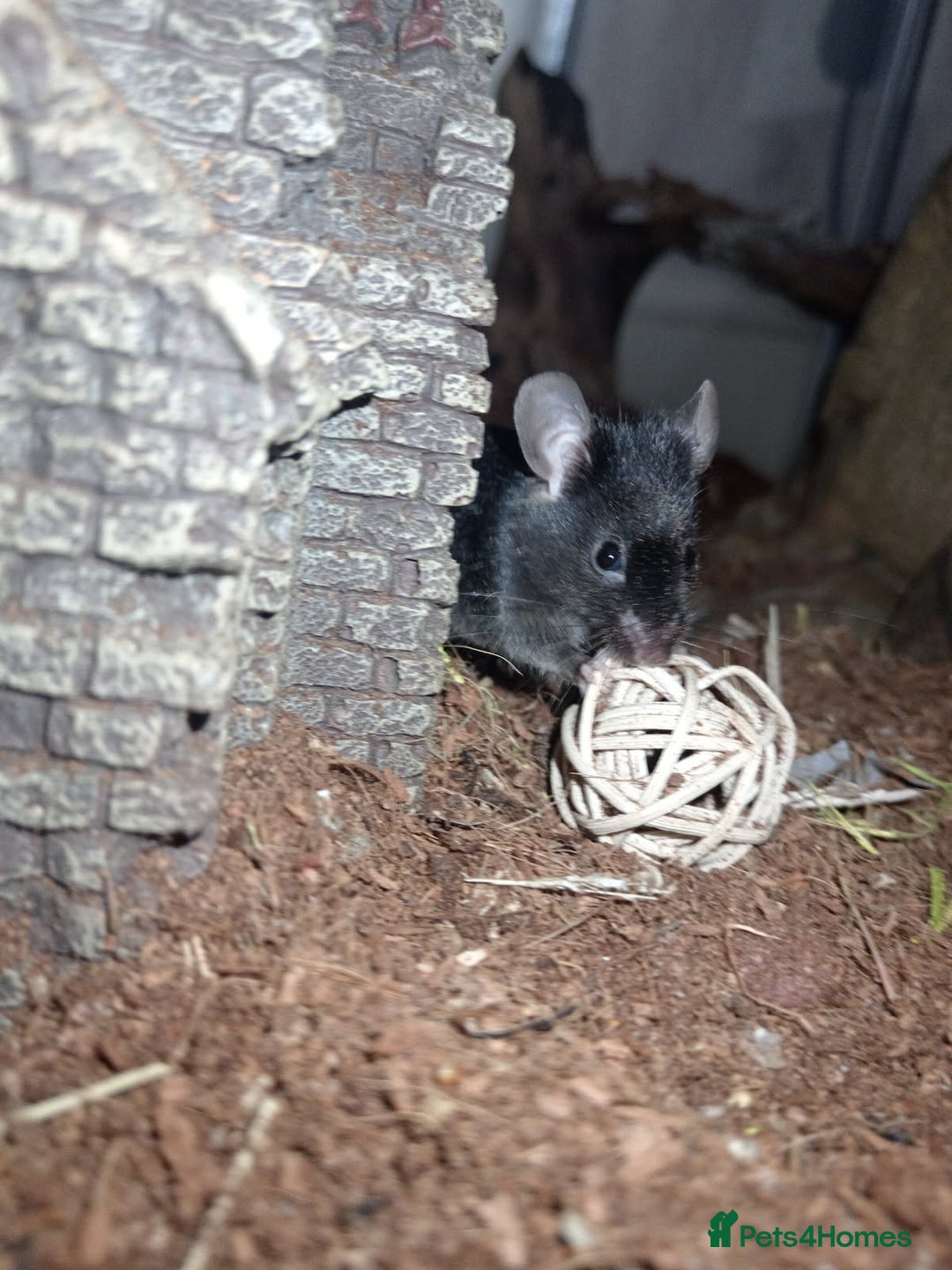 Mouse rodents for sale: All Black Male Mouse FREE TO GOOD HOME - Advert 5