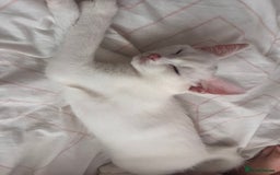 Khao Manee cats for sale: Rare khao Manee white kitten cute - Image 2