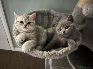 Scottish Fold cats Scottish fold and Scottish straight kittens - Advert 1