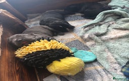 Cane Corso dogs for sale: 🐾Cane Corso Pups ready for Their Forever Homes!🐾 - Image 1