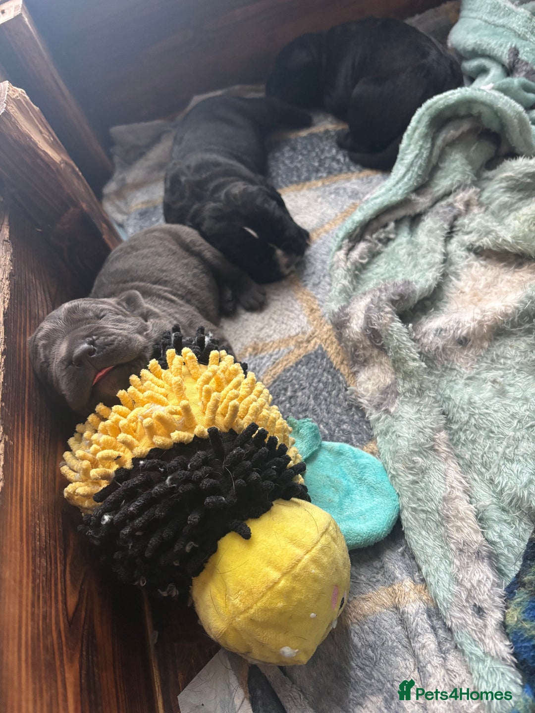Cane Corso dogs for sale: 🐾Cane Corso Pups ready for Their Forever Homes!🐾 - Image 1