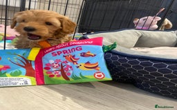 Maltipoo dogs for sale: 💖BEAUTIFUL LICENSED-BRED MALTIPOOS 💖 - Image 35