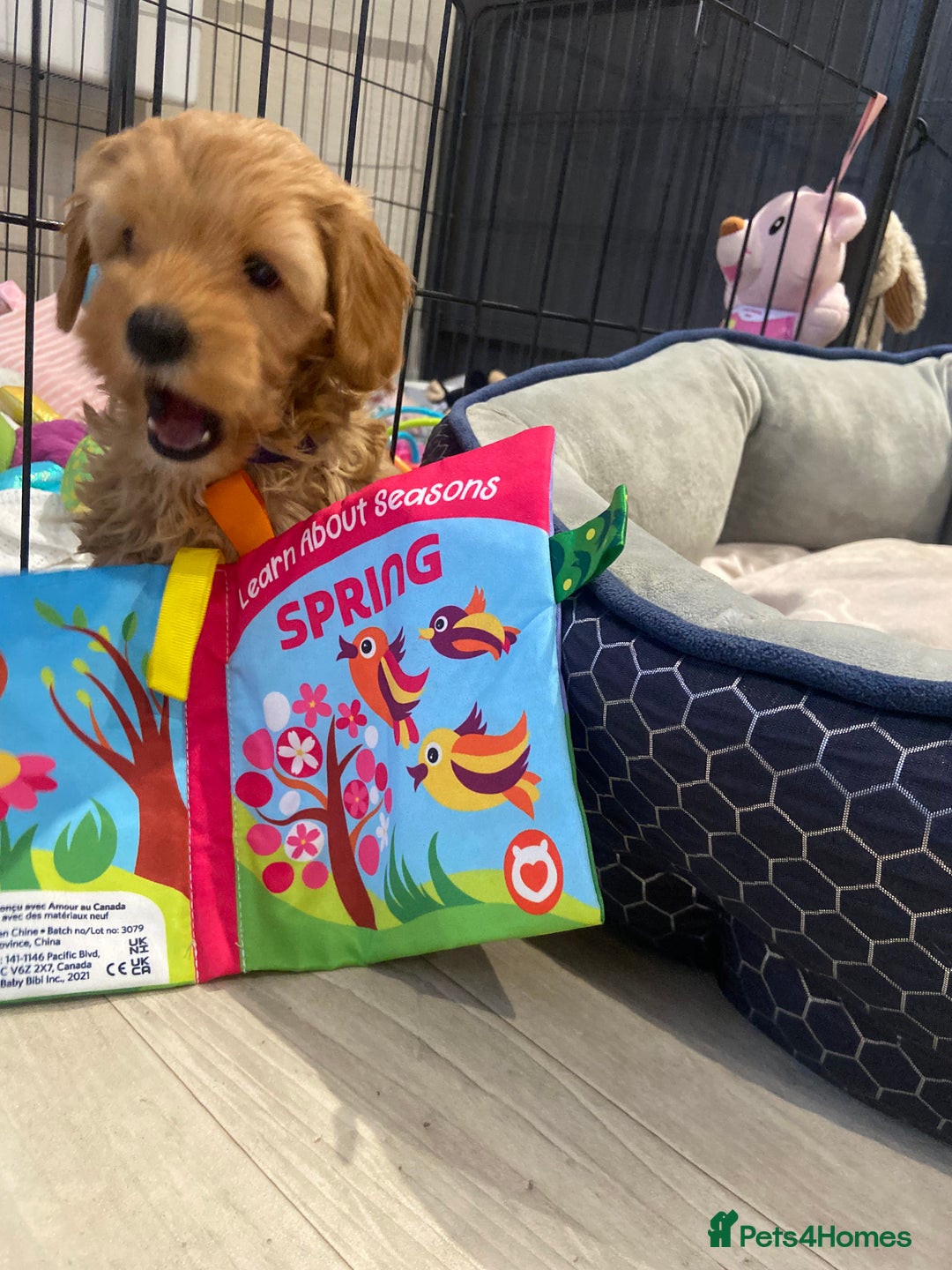 Maltipoo dogs for sale: 💖BEAUTIFUL LICENSED-BRED MALTIPOOS 💖 - Image 35