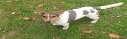 Jack Russell dogs for sale: Sad sale of sienna our beautiful merl jackrussel  in Beaminster - Advert 7