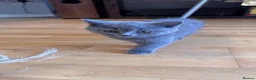British Shorthair cats for sale: Beautiful British Shorthair kittens  - Advert 18