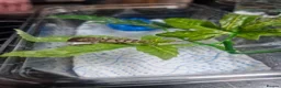 Chameleon reptiles for sale: Ambilobe Panther Chameleons - Advert 2