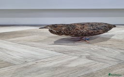 Quail poultry for sale: 1 male and 1 female corurnix quail - Image 1