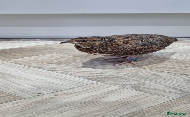 Quail poultry - Advert 6