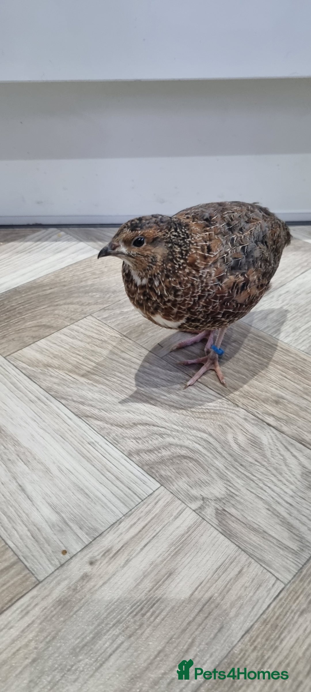 Quail poultry for sale: 1 male and 1 female corurnix quail - Image 1