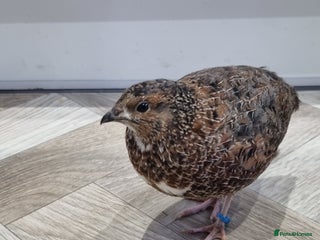 Quail poultry - Advert 25