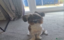Yorkshire Terrier dogs for sale: Yorkshire terrier 2yr old  - Image 4
