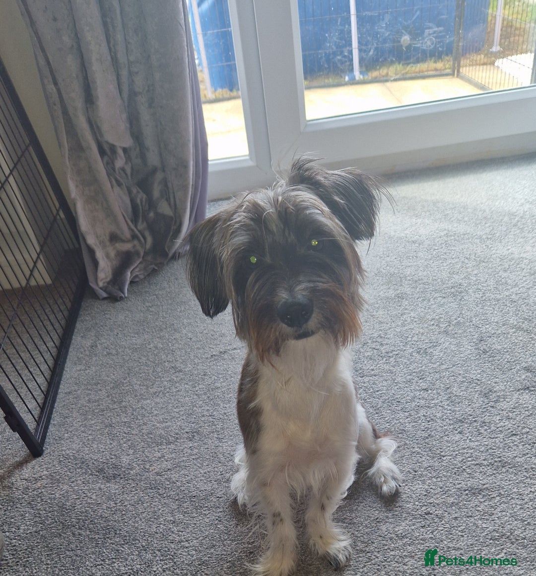 Yorkshire Terrier dogs for sale: Yorkshire terrier 2yr old  - Image 4