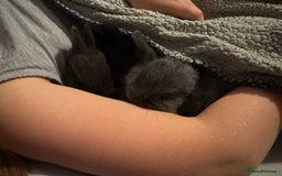 Dwarf Lop rabbits for sale: VERY Friendly lop rabbits - ready now!!  - Image 12