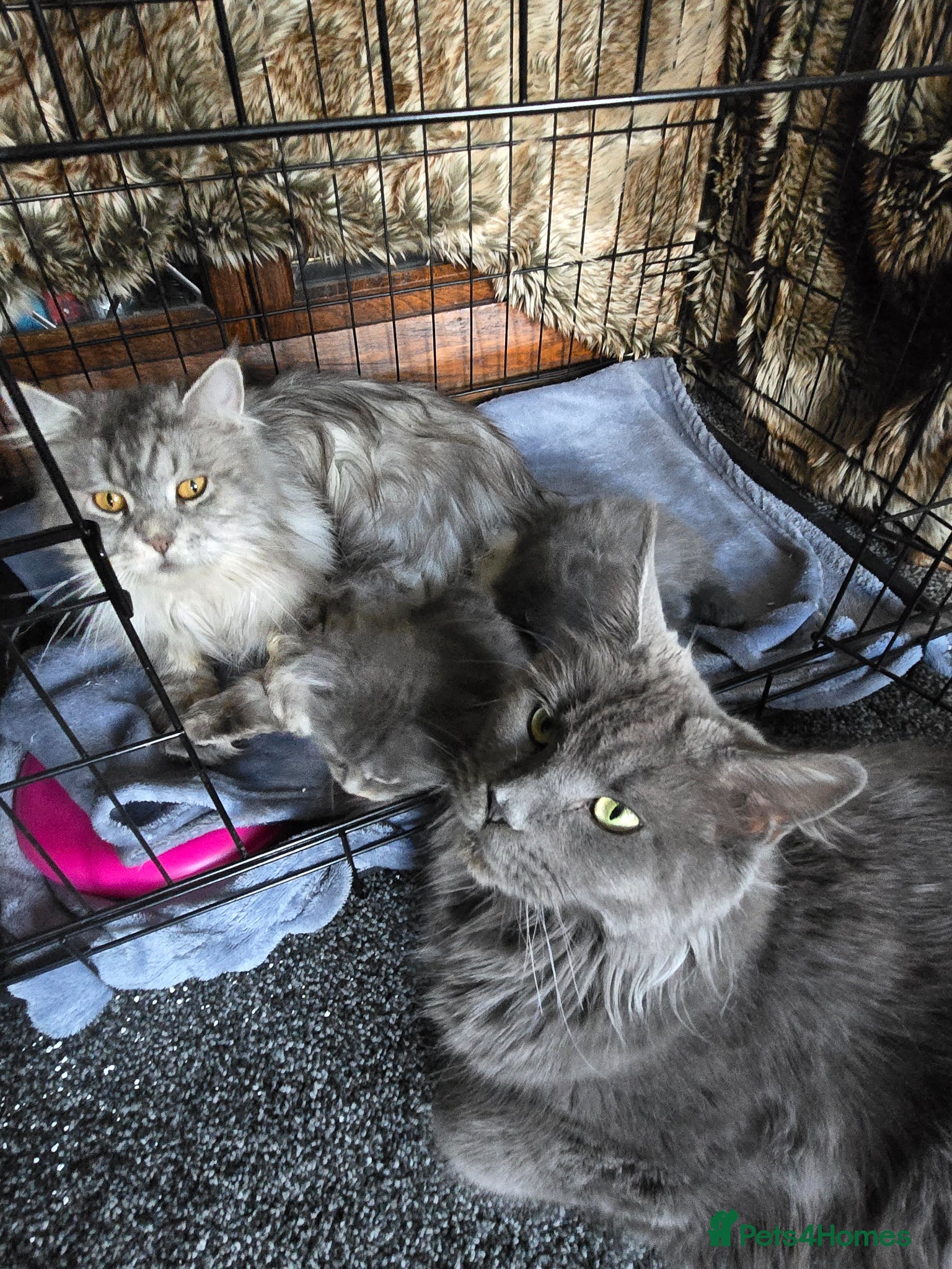 Maine Coon cats Maine coone  - Advert 1