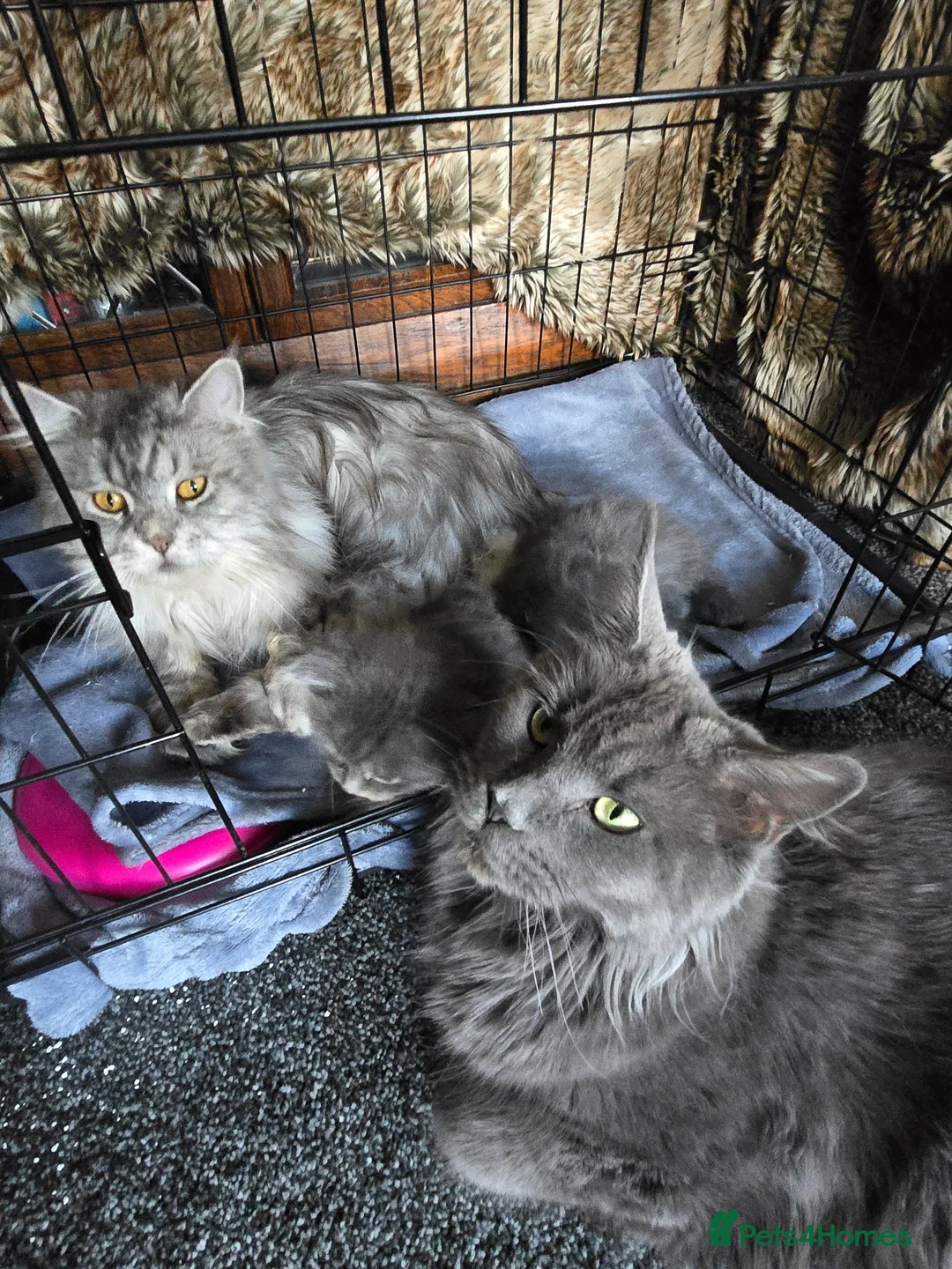 Maine Coon cats for sale: Maine coone  in Dukinfield - Advert 1