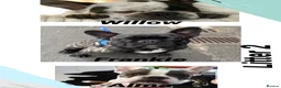 French Bulldog dogs for stud: French bulldog stud  - Advert 29