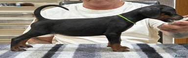 Green Collar Female