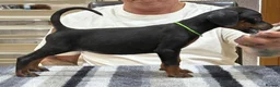 Dobermann dogs for sale: Top Quality Dobermann Puppies Available - Advert 4