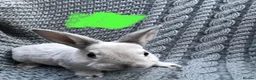 Rex rabbits for sale: Purebred Velvet Mini Rex Sable rabbits - Advert 12