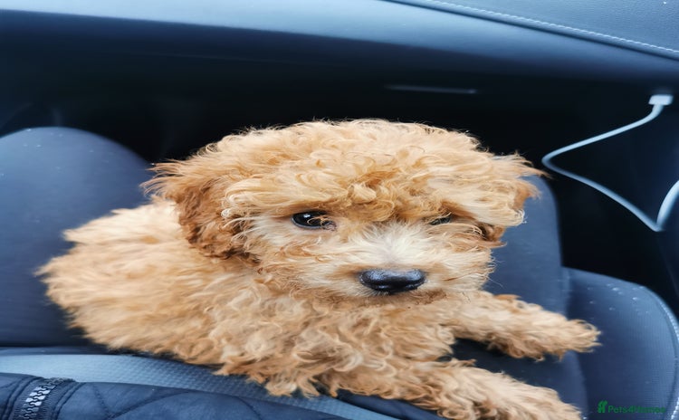 Toy Poodle dogs - Advert 3