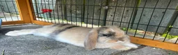 Dwarf Lop rabbits for sale: Bonded male pair of dwarf lops - Advert 4