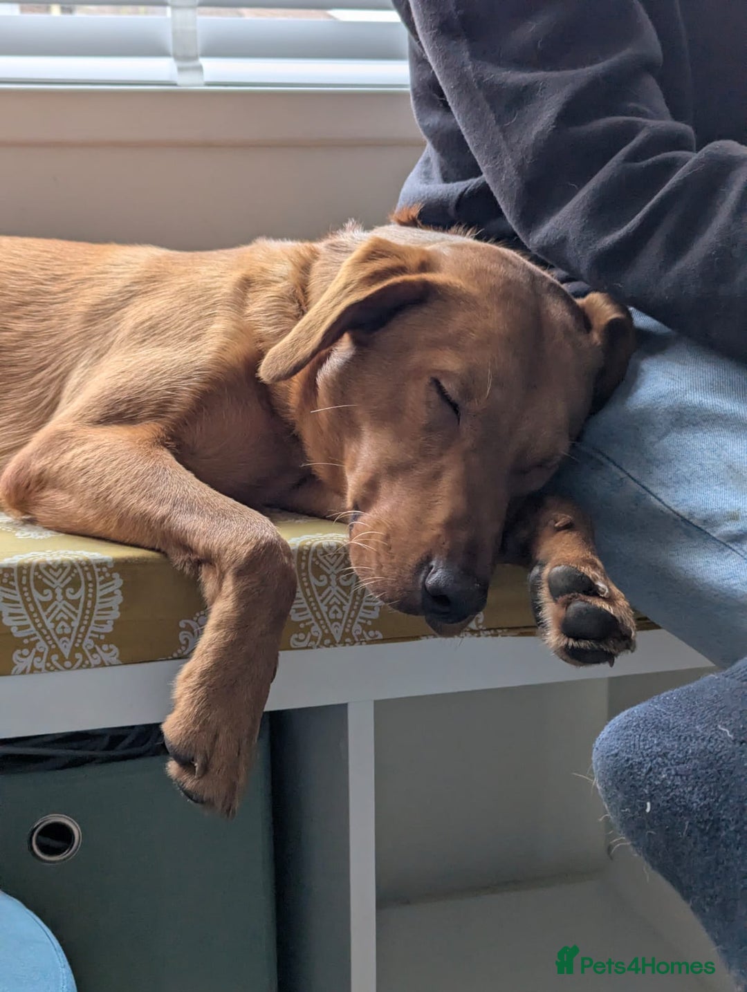 Labrador Retriever dogs for sale: Rufus 10 month old Red Fox Lab - Image 2