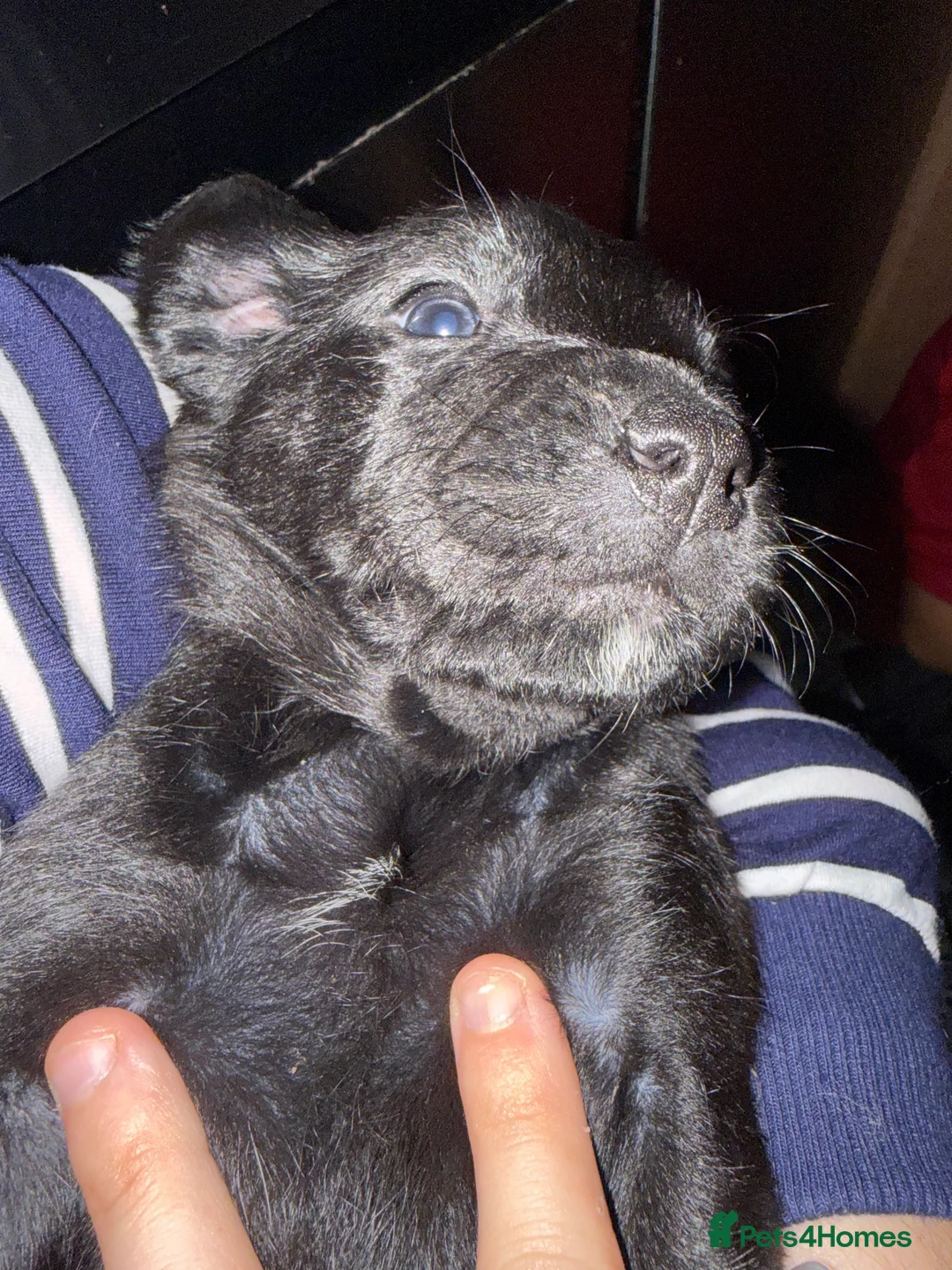 Mixed Breed dogs for sale: Litter of 9 Staffy and Labrador puppies  in Louth - Advert 2