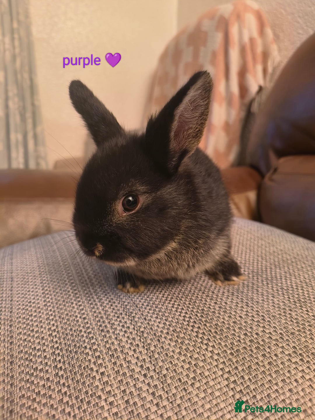 Mixed Breed rabbits for sale: Adorable Baby Bunnies Looking for Loving Homes 🐇 - Advert 3