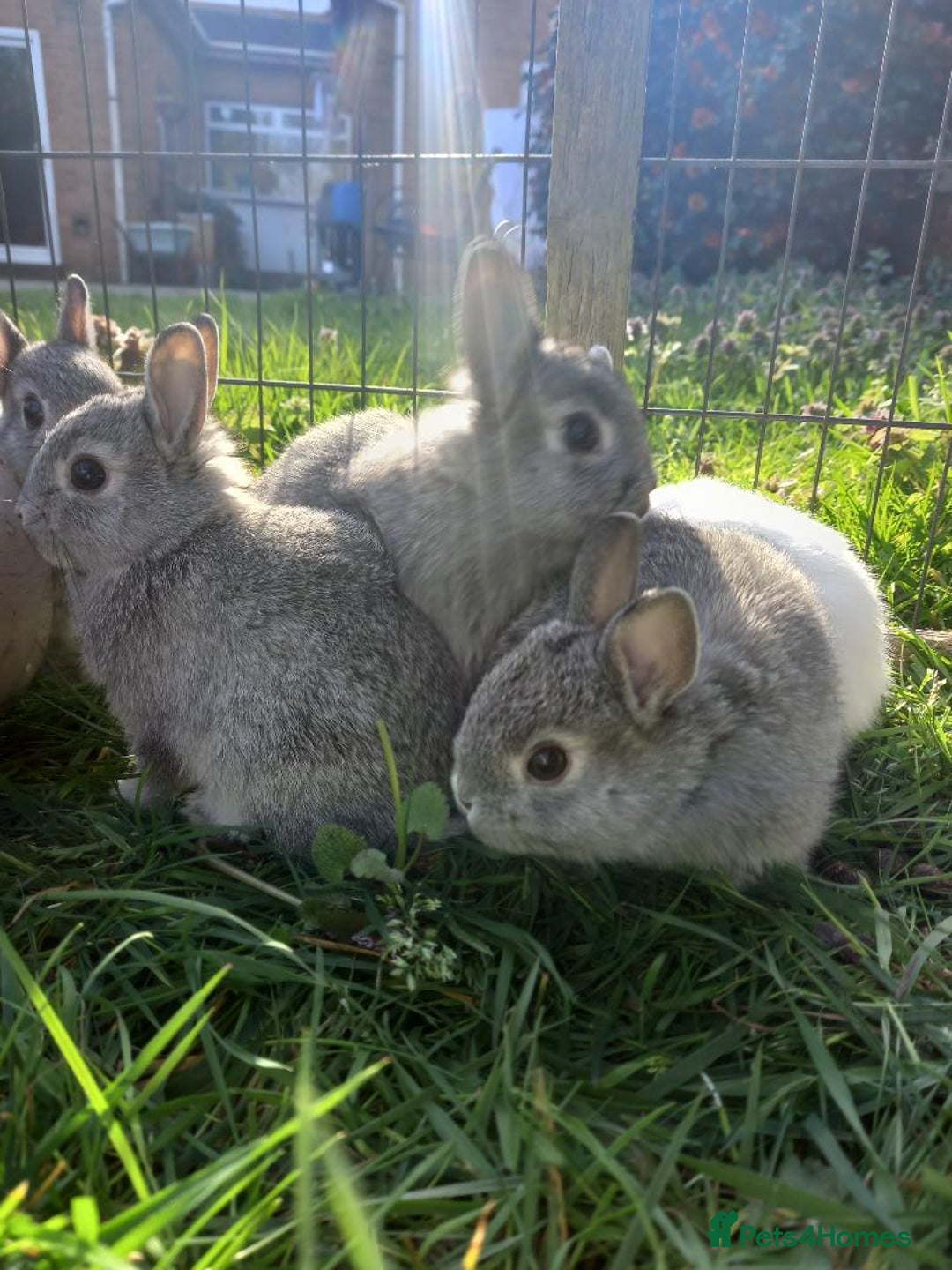Netherland Dwarf rabbits for sale: netherland dwarf baby rabbits - Advert 4