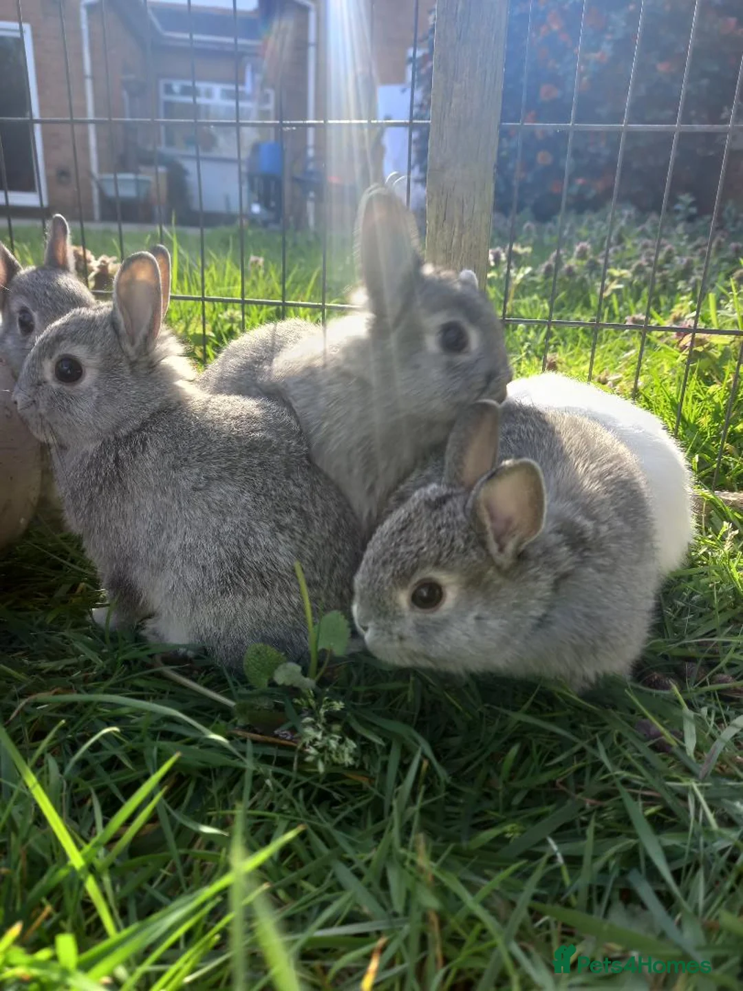 Netherland Dwarf rabbits for sale: netherland dwarf baby rabbits - Advert 4