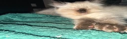 Ragdoll cats for sale: Stunning ragdoll kittens READY NOW - Advert 4