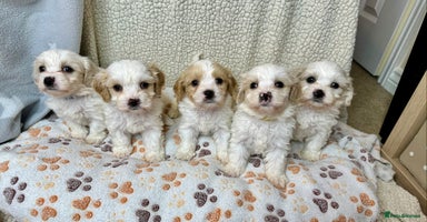 Cavachon dogs - Advert 2