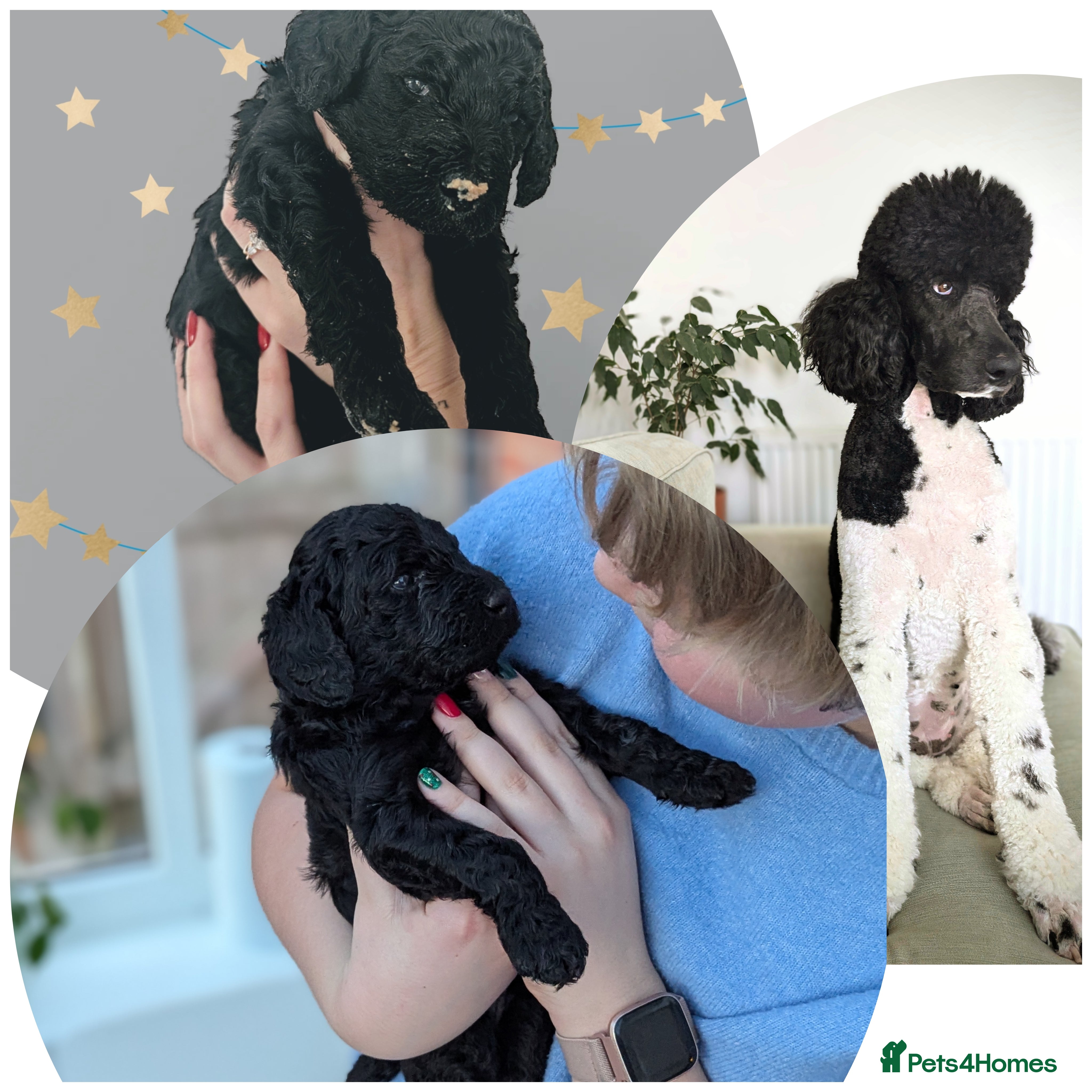 Standard Poodle dogs Parti KC Reg Standard Poodle Puppies - Advert 9
